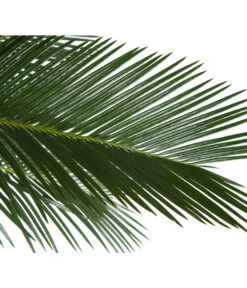 Sagopalmfarn - Cycas Revoluta -Gartenbedarf Angebote 8216236 BildD 001 PalmfarnCycasRevoluta45