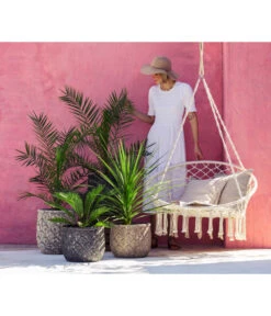 XXL Kanarische Dattelpalme, Ca. 140-160 Cm 9 XXL Kanarische Dattelpalme, Ca. 140-160 Cm -Gartenbedarf Angebote 8216277 WE MO 001 DracaenaIndivisiaT20