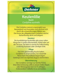 Keulenlilie - Cordyline Australis Variegata -Gartenbedarf Angebote 8216368 CorylineBuntEtikett2