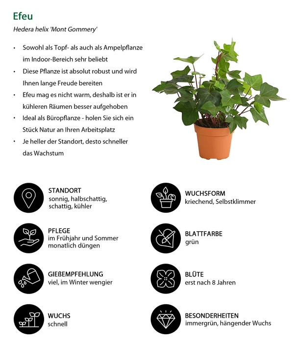 Efeu - Hedera Helix 'Mont Gommery' 4 Efeu - Hedera Helix 'Mont Gommery' – Bild 2