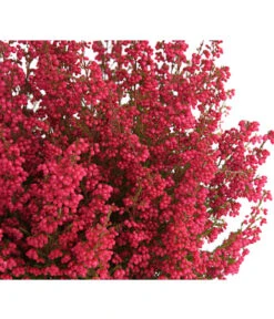 Beet- & Balkonset Heidenzauber, 6-teilig -Gartenbedarf Angebote 8225542 WE DE 001 EricaGracilisRotErikaT12DehnerExpressHerzigOW