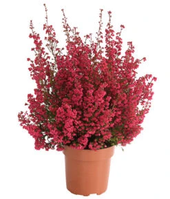 Beet- & Balkonset Heidenzauber, 6-teilig -Gartenbedarf Angebote 8225542 WE FS 001 EricaGracilisRotErikaT12OWDehnerHerzig