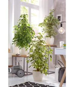 Birkenfeige - Ficus Benjamina 'Reginald' -Gartenbedarf Angebote 8227563 WE 002 FicusBenjaminaUveSauer