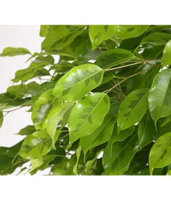 Birkenfeige - Ficus Benjamina 'Reginald' -Gartenbedarf Angebote 8227563 WE DE 001 FicusBenjaminaReginaldT27DehnerExpressHerzig