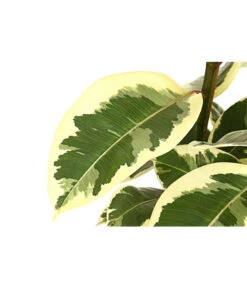 Gummibaum - Ficus Elastica, Verschiedene Sorten -Gartenbedarf Angebote 8228603 PR DE 001 FicusElastica3erTuffT27panaschiertDehnerExpressHerzig