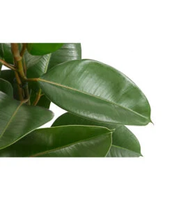 Gummibaum - Ficus Elastica, Verschiedene Sorten -Gartenbedarf Angebote 8228603 PR DE 002 FicusElastica3erTuffT27gruenDehnerExpressHerzig