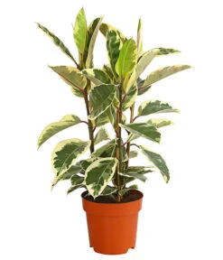 Gummibaum - Ficus Elastica, Verschiedene Sorten -Gartenbedarf Angebote 8228603 PR FS 001 FicusElastica3erTuffT27panaschiertDehnerExpressHerzig