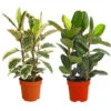 Gummibaum - Ficus Elastica, Verschiedene Sorten -Gartenbedarf Angebote 8228603 PR FS 001 FicusElasticaMix3erTuffT27