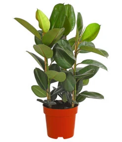Gummibaum - Ficus Elastica, Verschiedene Sorten -Gartenbedarf Angebote 8228603 PR FS 002 FicusElastica3erTuffT27gruenDehnerExpressHerzig