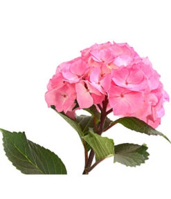 Hortensie 'Schloss Zuschendorf' 9 Hortensie 'Schloss Zuschendorf' -Gartenbedarf Angebote 8236705 WE DE 001 HortensieHydrangeaMacrophyllaSchlossZuschendorfT14OWDehnerExpressHerzig