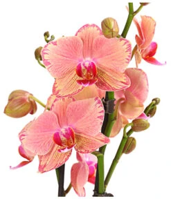 Schmetterlingsorchidee - Phalaenopsis Cultivars, Sonderfarben -Gartenbedarf Angebote 8240376 WE DE 001 SchmetterlingsorchideePhalaenopsisPiratePicotee2TrieberPremiumT12DehnerExpressHerzig