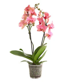 Schmetterlingsorchidee - Phalaenopsis Cultivars, Sonderfarben -Gartenbedarf Angebote 8240376 WE FS 001 SchmetterlingsorchideePhalaenopsisPiratePicotee2TrieberT12DehnerExpressHerzig