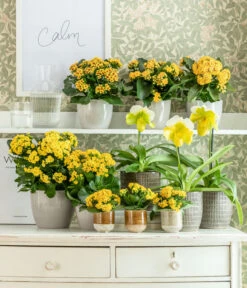 Frauenschuh - Paphiopedilum Complex Hybride 7 Frauenschuh - Paphiopedilum Complex Hybride -Gartenbedarf Angebote 8240475 WE MO 001 KalanchoeGelb