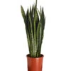 Bogenhanf - Sansevieria Zeylanica 2 Bogenhanf - Sansevieria Zeylanica -Gartenbedarf Angebote 8241176 PR FS 001 SansevierieSansevieriaZeylanicaT21DehnerExpressZS