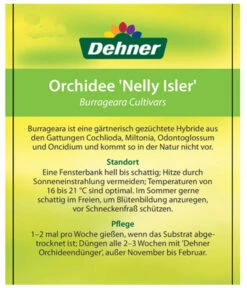 Burrageara-Orchidee - Burrageara Cultivars 'Nelly Isler' -Gartenbedarf Angebote 8251266 OrchideeNellyIslerEtikett1