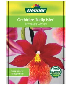 Burrageara-Orchidee - Burrageara Cultivars 'Nelly Isler' -Gartenbedarf Angebote 8251266 OrchideeNellyIslerEtikett2