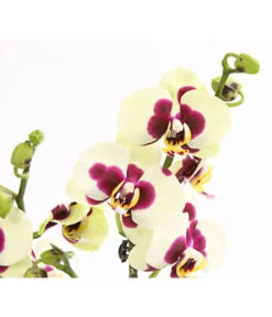 Schmetterlingsorchidee - Phalaenopsis Cultivars, Sonderfarben -Gartenbedarf Angebote 8253213 WE DE 001 SchmetterlingsorchideePhalaneopsisPanda2TrieberT12OWDehnerExpressHerzig
