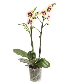 Schmetterlingsorchidee - Phalaenopsis Cultivars, Sonderfarben -Gartenbedarf Angebote 8253213 WE FS 001 SchmetterlingsorchideePhalaneopsisPanda2TrieberT12DehnerExpressHerzig