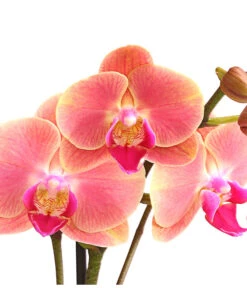 Schmetterlingsorchidee - Phalaenopsis Cultivars, Sonderfarben -Gartenbedarf Angebote 8253726 WE DE 001 SchmetterlingsorchideePhalaenopsisMarigold2TrieberDehnerExpressHerzig