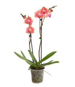 Schmetterlingsorchidee - Phalaenopsis Cultivars, Sonderfarben -Gartenbedarf Angebote 8253726 WE FS 001 SchmetterlingsorchideePhalaenopsisMarigold2TrieberDehnerExpressHerzig