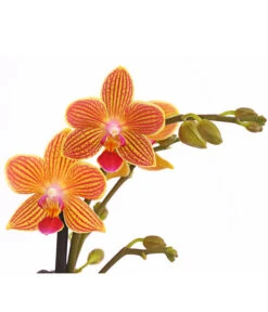 Schmetterlingsorchidee - Phalaenopsis Cultivars, Sonderfarben -Gartenbedarf Angebote 8254005 WE DE 001 SchmetterlingsorchideePhalaenopsisGoldstaffT12PremiumDehnerExpressHerzig