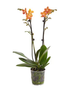 Schmetterlingsorchidee - Phalaenopsis Cultivars, Sonderfarben -Gartenbedarf Angebote 8254005 WE FS 001 SchmetterlingsorchideePhalaenopsisGoldstaffT12PremiumDehnerExpressHerzig
