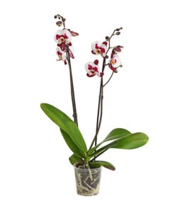 Schmetterlingsorchidee - Phalaenopsis Cultivars, Sonderfarben -Gartenbedarf Angebote 8254021 PR FS 001 SchmetterlingsorchideePhalaenopsisSonderfarben2TrieberDehnerExpressHerzig