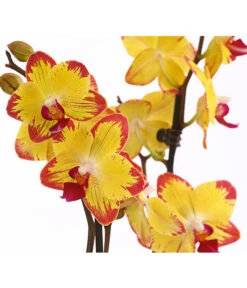 Schmetterlingsorchidee - Phalaenopsis Cultivars, Sonderfarben -Gartenbedarf Angebote 8256943 WE DE 001 SchmetterlingsorchideePhalaenopsisBeeStingT12PremiumDehnerExpressHerzig