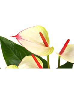 Flamingoblume - Anthurium-Hybride 'Special Love' -Gartenbedarf Angebote 8259152 PR DE 001 AnthuriumSpecialLoveT21DehnerExpressHerzig