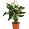 Flamingoblume - Anthurium-Hybride 'Special Love' 1 Flamingoblume - Anthurium-Hybride 'Special Love' -Gartenbedarf Angebote 8259152 PR FS 001 AnthuriumSpecialLoveT21DehnerExpressHerzig