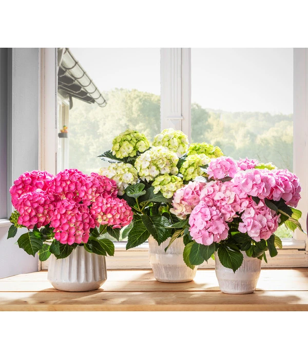 Hortensie 'Schloss Zuschendorf' 4 Hortensie 'Schloss Zuschendorf' – Bild 2