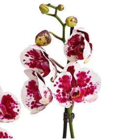Schmetterlingsorchidee - Phalaenopsis Cultivars, Sonderfarben -Gartenbedarf Angebote 8283269 WE DE 002 SchmetterlingsorchideePhalaenopsisSparklingMoments2TrieberT12DehnerExpressHerzig