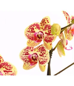 Schmetterlingsorchidee - Phalaenopsis Cultivars, Sonderfarben -Gartenbedarf Angebote 8283392 WE DE 001 SchmetterlingsorchideePhalaenosisTotalCool2TrieberT12OWDehnerExpressHerzig