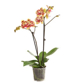 Schmetterlingsorchidee - Phalaenopsis Cultivars, Sonderfarben -Gartenbedarf Angebote 8283392 WE FS 001 SchmetterlingsorchideePhalaenosisTotalCool2TrieberT12OWDehnerExpressHerzig