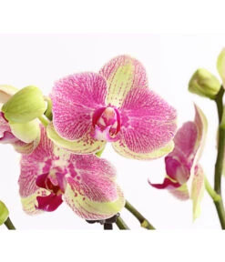 Schmetterlingsorchidee - Phalaenopsis Cultivars, Sonderfarben -Gartenbedarf Angebote 8283475 WE DE 001 SchmetterlingsorchideePhalaenopsisMarshmellow2TrT12DehnerExpressHerzig
