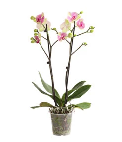 Schmetterlingsorchidee - Phalaenopsis Cultivars, Sonderfarben -Gartenbedarf Angebote 8283475 WE FS 001 SchmetterlingsorchideePhalaenopsisMarshmellow2TrT12DehnerExpressHerzig