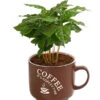 Kaffeepflanze - Coffea Arabica, Verschiedene Sorten, In Keramik -Gartenbedarf Angebote 8290074 WE FS 003 CoffeaInHenkeltasseT12DehnerExpressHerzig