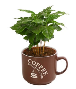 Kaffeepflanze - Coffea Arabica, Verschiedene Sorten, In Keramik