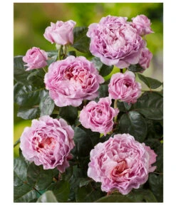 Nostalgie®-Edelrose 'Eisvogel®', Stämmchen -Gartenbedarf Angebote 8294977 PR DE 001 NostalgieEdelroseEisvogelRosenTantau