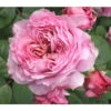Nostalgie®-Edelrose 'Eisvogel®', Stämmchen 2 Nostalgie®-Edelrose 'Eisvogel®', Stämmchen -Gartenbedarf Angebote 8294977 PR DE 013 NostalgieEdelroseEisvogelTantau