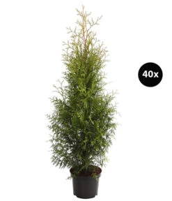 14 Meter Lebensbaum 'Brabant', 40 X Ca. 80-100 Cm