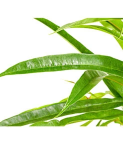 Langblättriger Feigenbaum - Ficus Binnendijkii 'Alii' 7 Langblättriger Feigenbaum - Ficus Binnendijkii 'Alii' -Gartenbedarf Angebote 8296006 PR DE 001 FicusAliiT17DehnerExpressHerzig