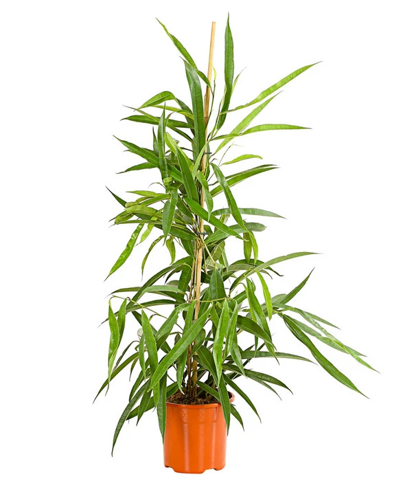 Langblättriger Feigenbaum - Ficus Binnendijkii 'Alii' 3 Langblättriger Feigenbaum - Ficus Binnendijkii 'Alii'