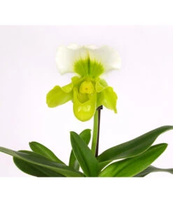 Frauenschuh - Paphiopedilum Complex Hybride 6 Frauenschuh - Paphiopedilum Complex Hybride -Gartenbedarf Angebote 8297772 PR DE 001 FrauenschuhPaphiopedilumT12DehnerExpressHerzig