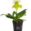 Frauenschuh - Paphiopedilum Complex Hybride -Gartenbedarf Angebote 8297772 PR FS 001 FrauenschuhPaphiopedilumT12DehnerExpressHerzig