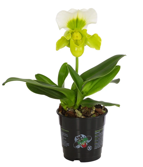 Frauenschuh - Paphiopedilum Complex Hybride 3 Frauenschuh - Paphiopedilum Complex Hybride