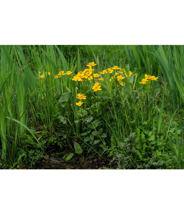 Sumpfdotterblume 3 Sumpfdotterblume