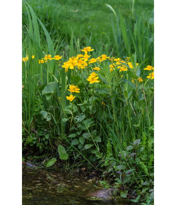 Sumpfdotterblume 4 Sumpfdotterblume – Bild 2