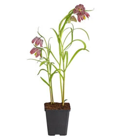 Schachbrettblume - Kibitzei -Gartenbedarf Angebote 8311722 PR FS 001 FritillariaMeleagrisT9DehnerExpressHerzig