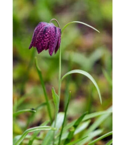 Schachbrettblume - Kibitzei -Gartenbedarf Angebote 8311722 WE MO 001 FritillariaMeleagrisSchachbrettblumeLucknerMai2015